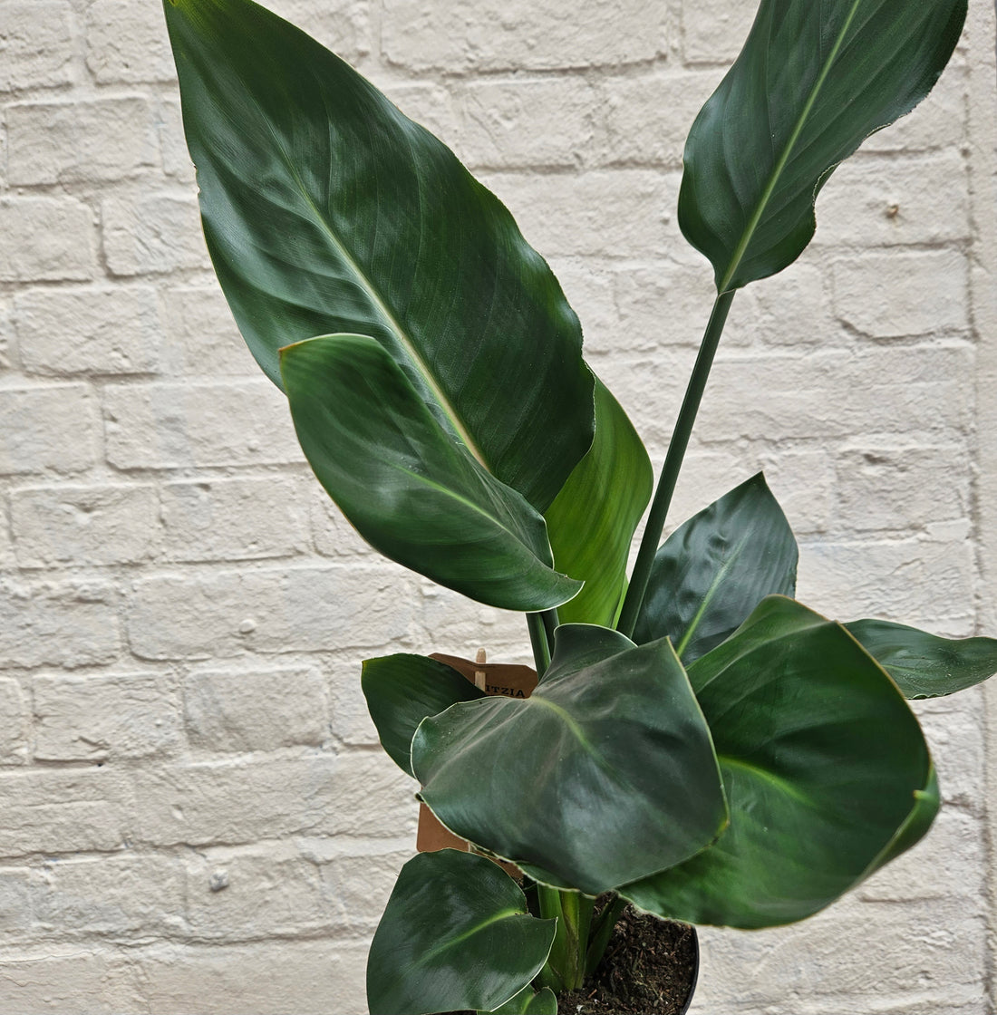 Strelitzia reginae (Orange Bird of Paradise) - Various sizes available