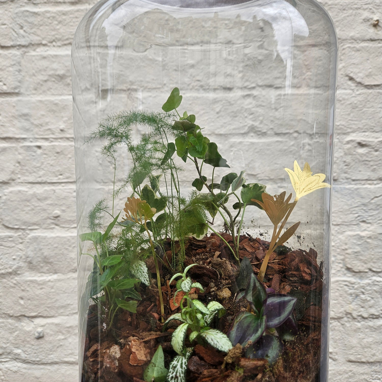 Tall Glass Closed Terrarium