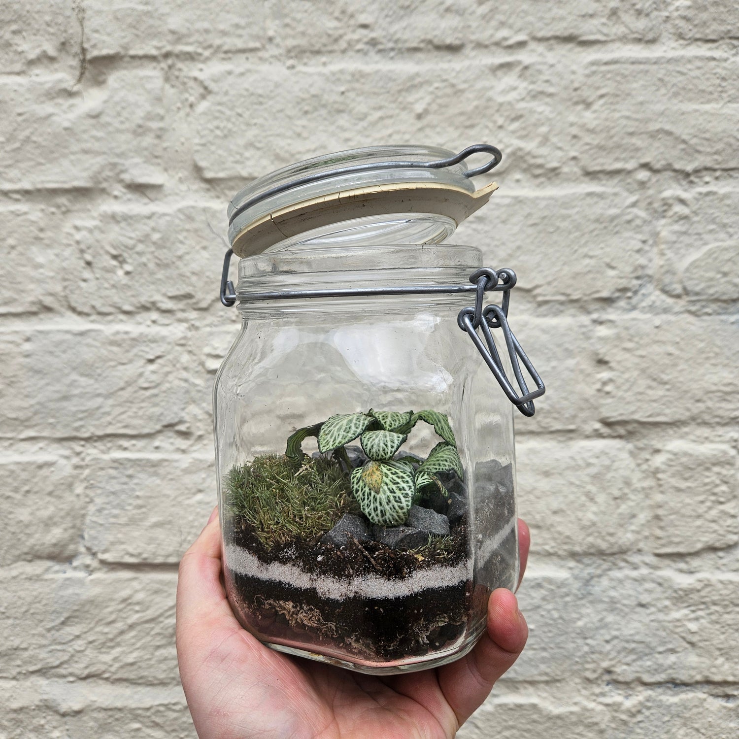 Kilner Jar Terrarium