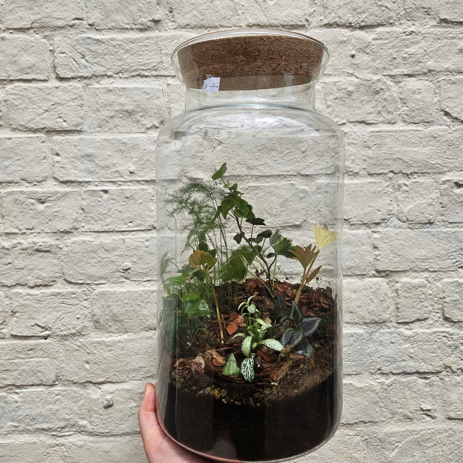 Tall Glass Closed Terrarium
