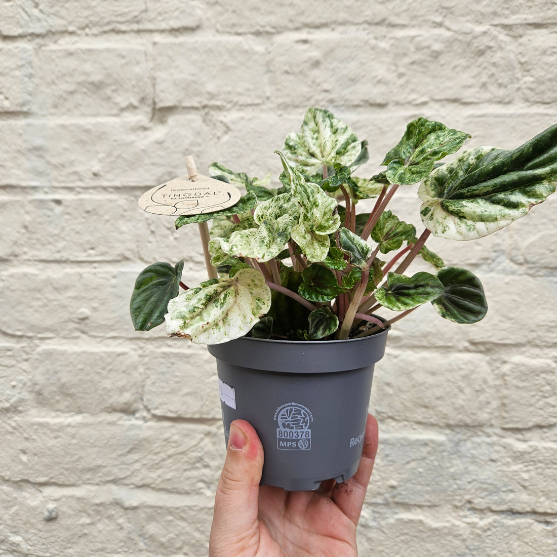 Peperomia caperata &