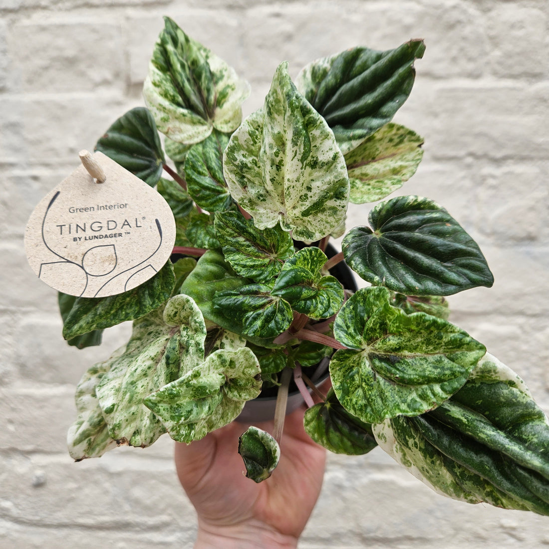 Peperomia caperata &