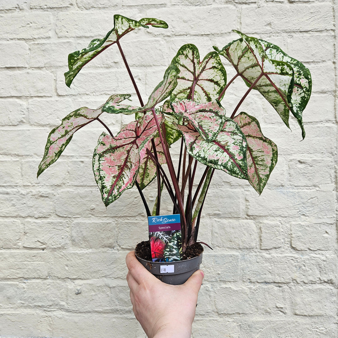 Caladium &