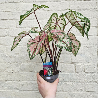 Caladium &