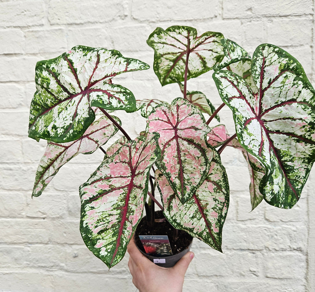 Caladium &