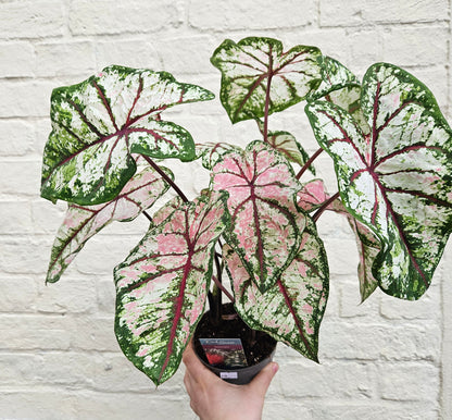 Caladium &