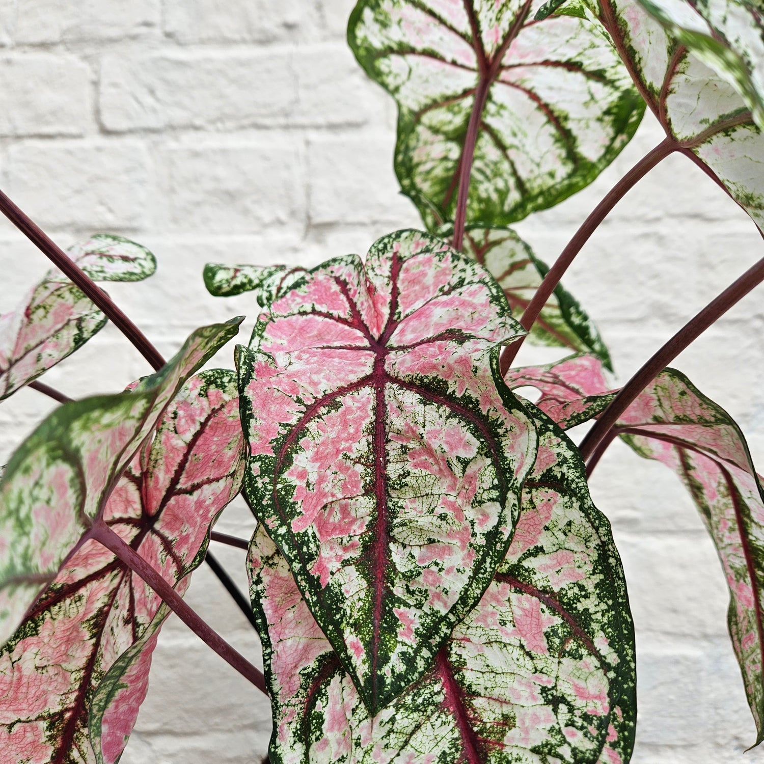 Caladium &