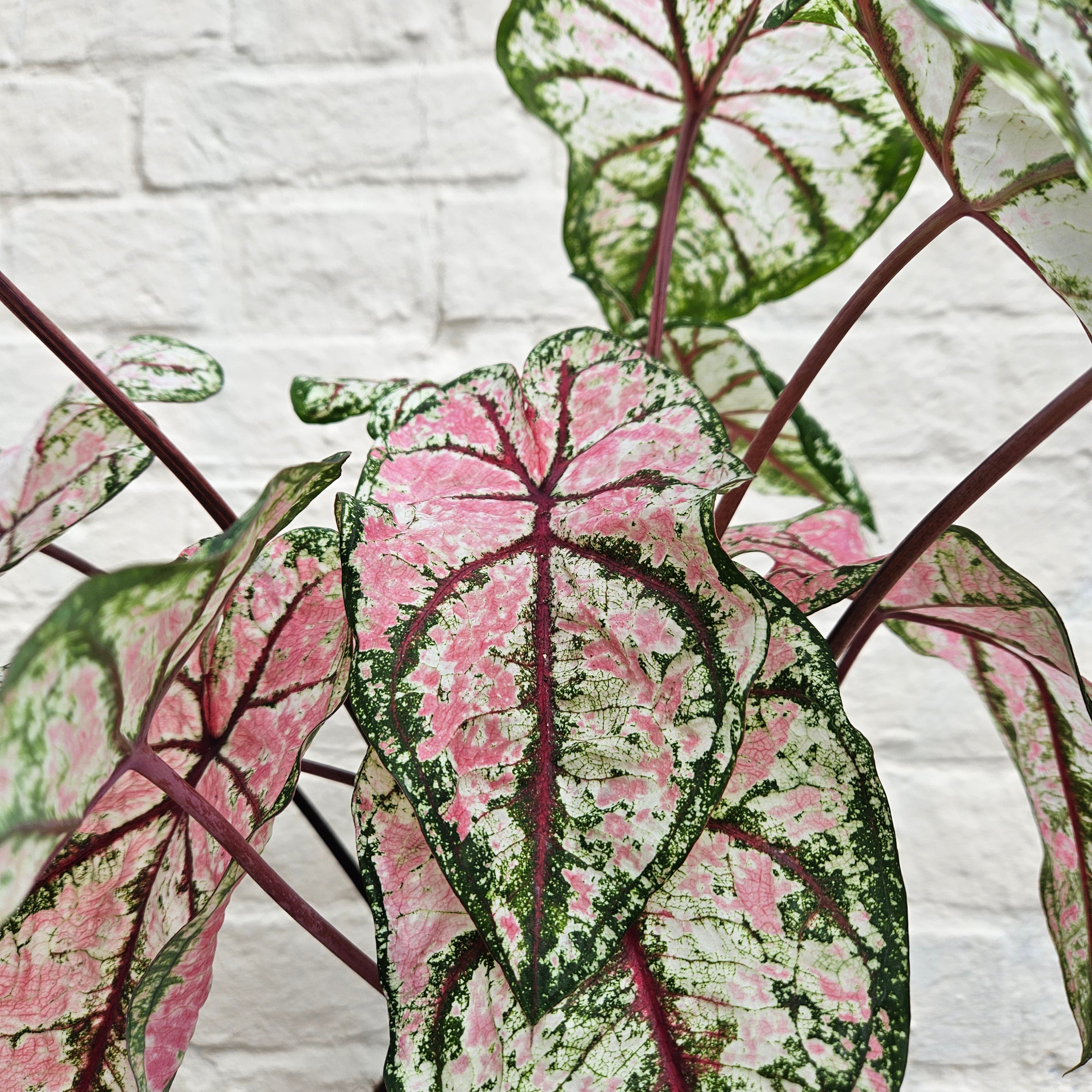 Caladium &