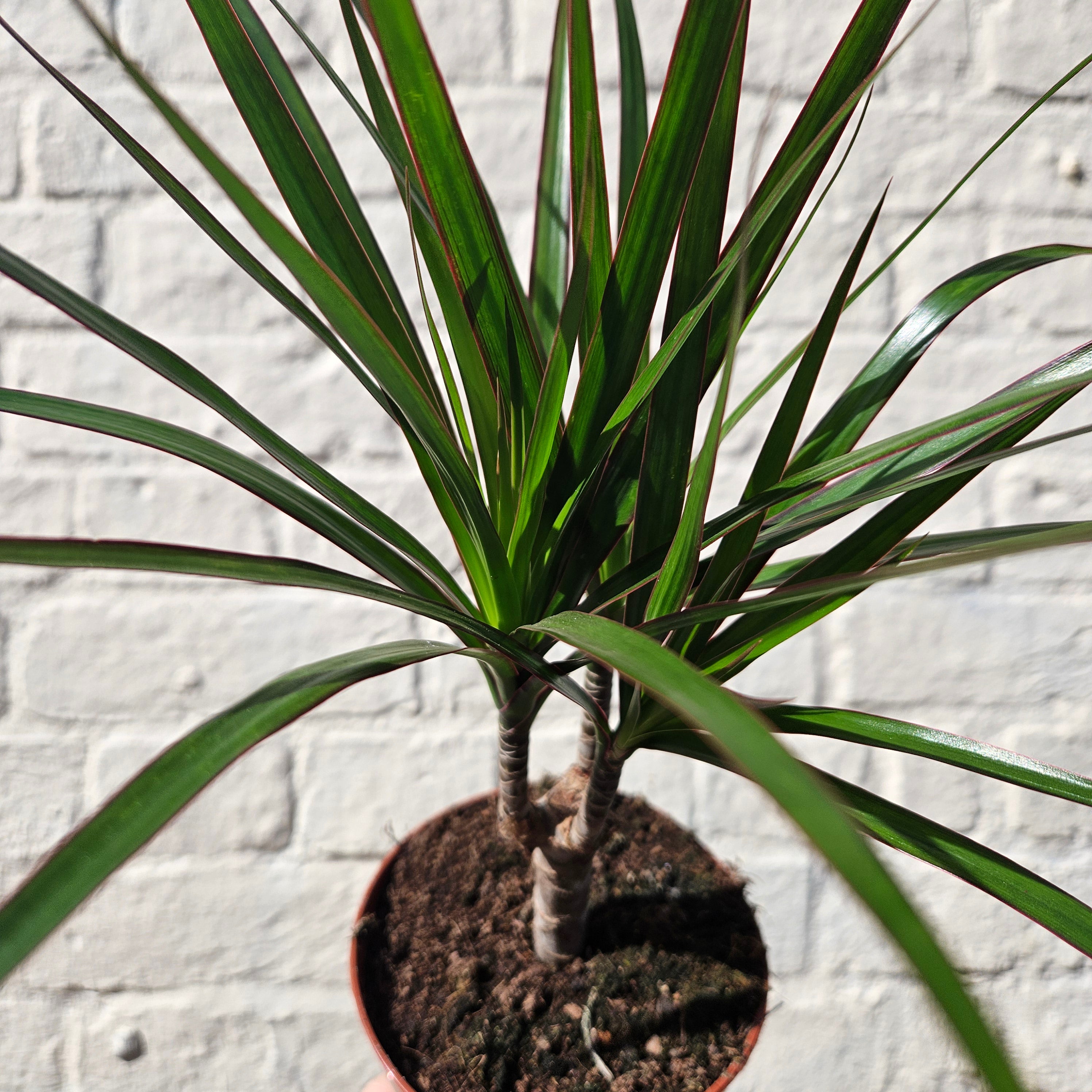 Dracaena Marginata (Dragon Tree)