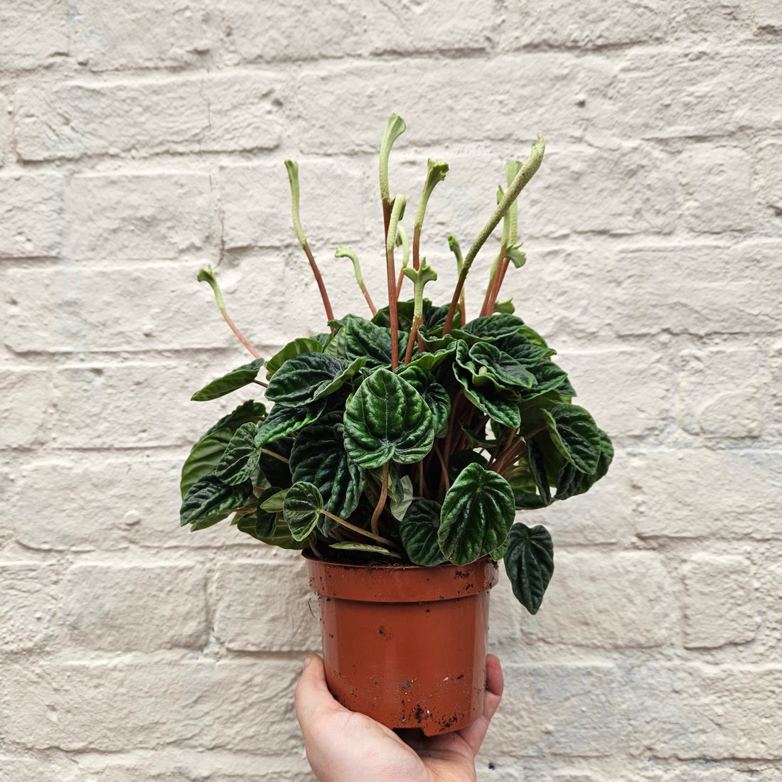 Peperomia caperata &
