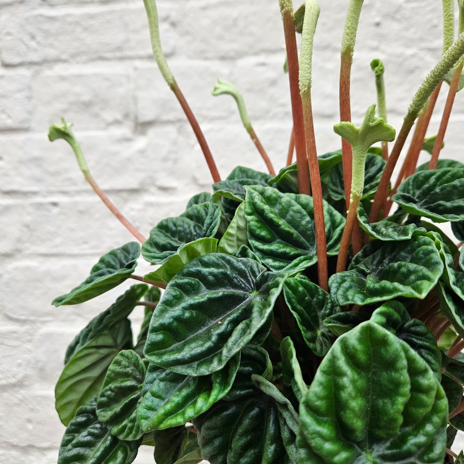 Peperomia caperata &