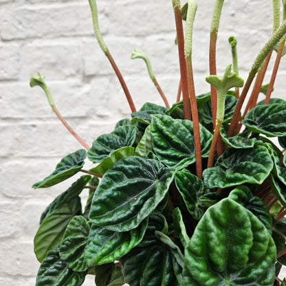 Peperomia caperata &