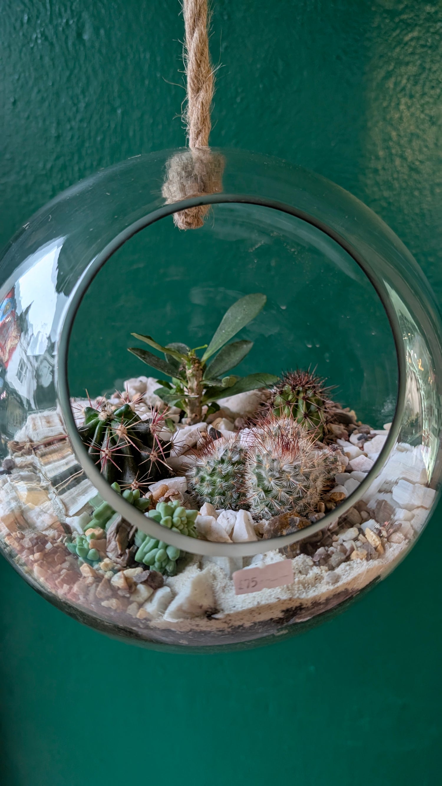 Large Hanging Globe Open Terrarium