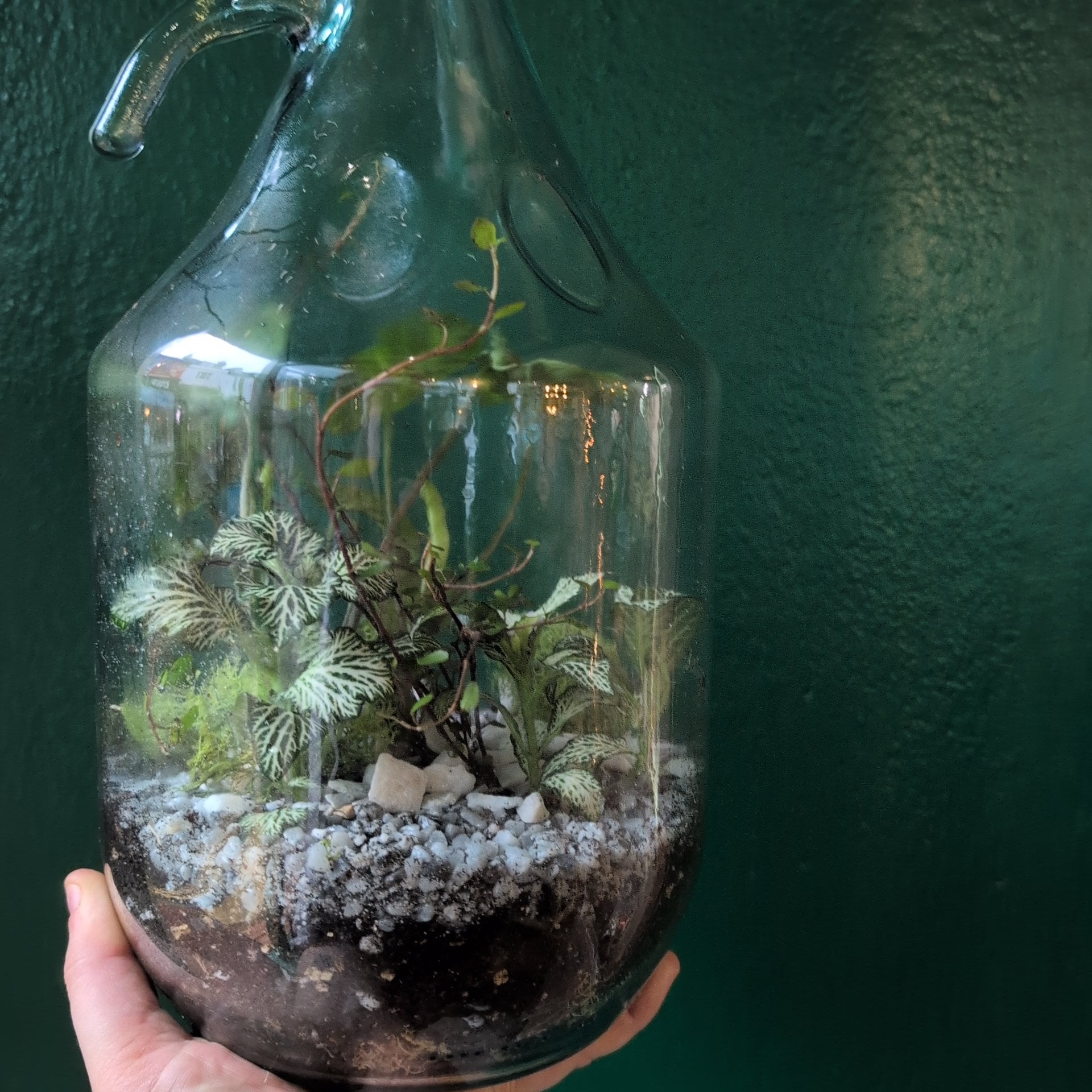 Glass Bottle with Handle Terrarium