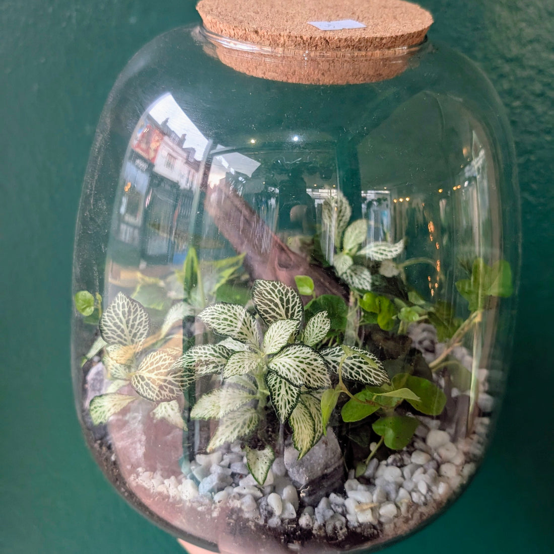Egg Shaped Terrarium