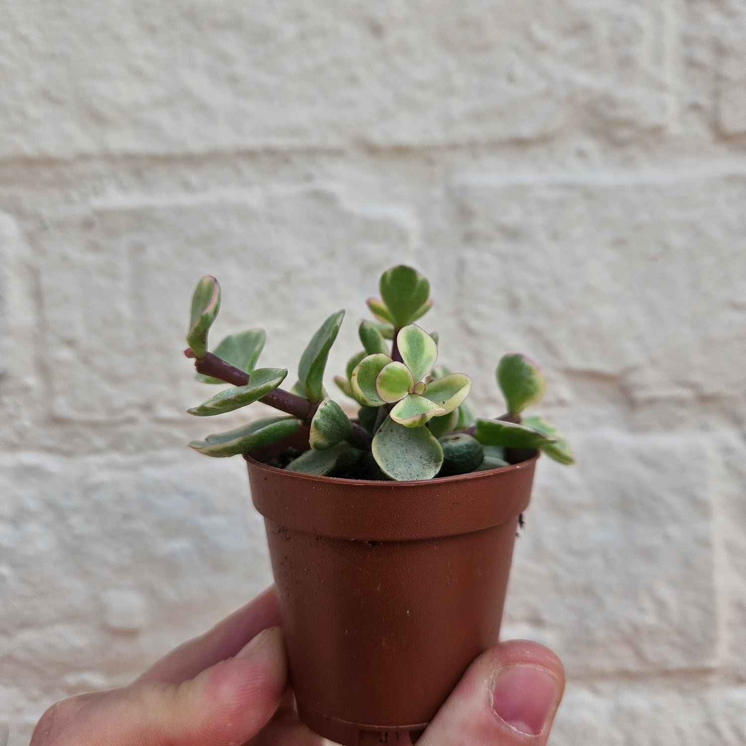 Portulacaria afra variegata (Elephant bush)