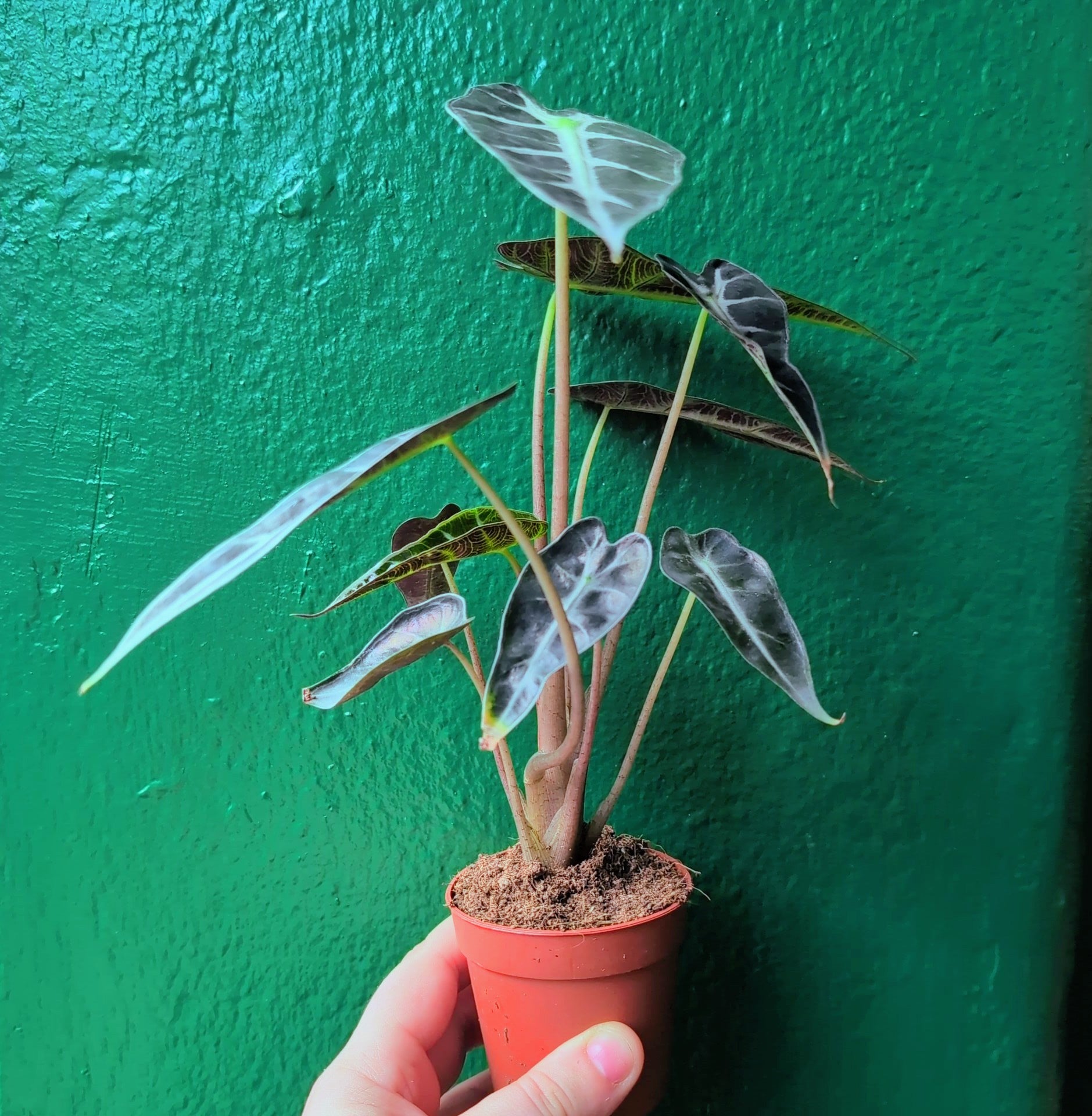 Alocasia amazonica &