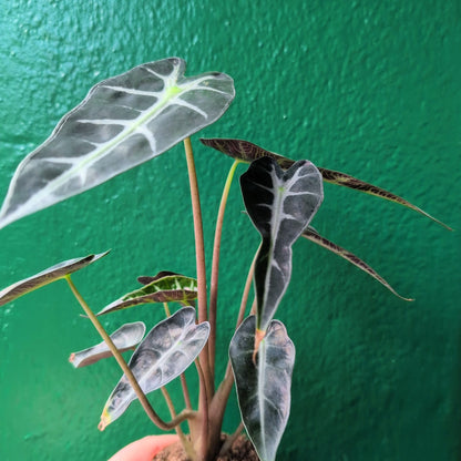 Alocasia amazonica &