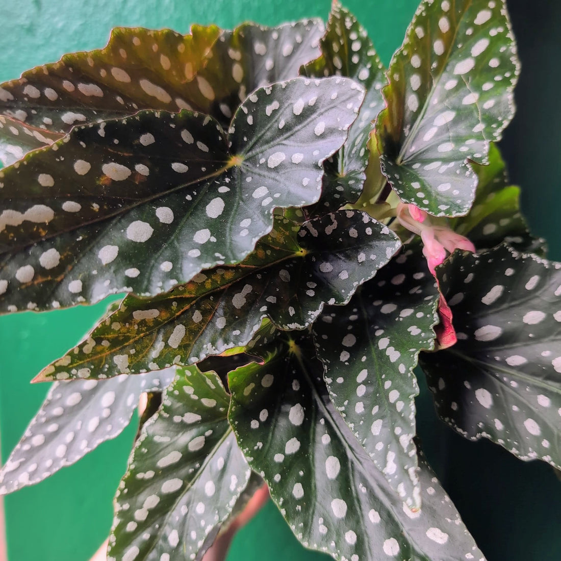 Begonia maculata &