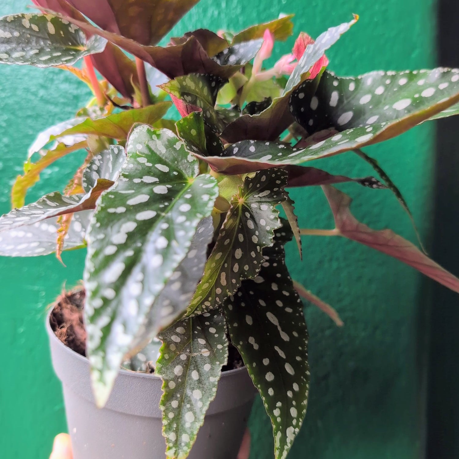 Begonia maculata &