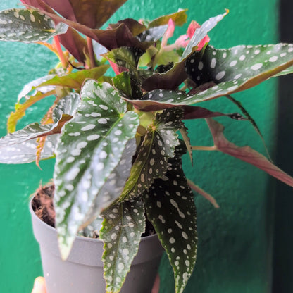 Begonia maculata &