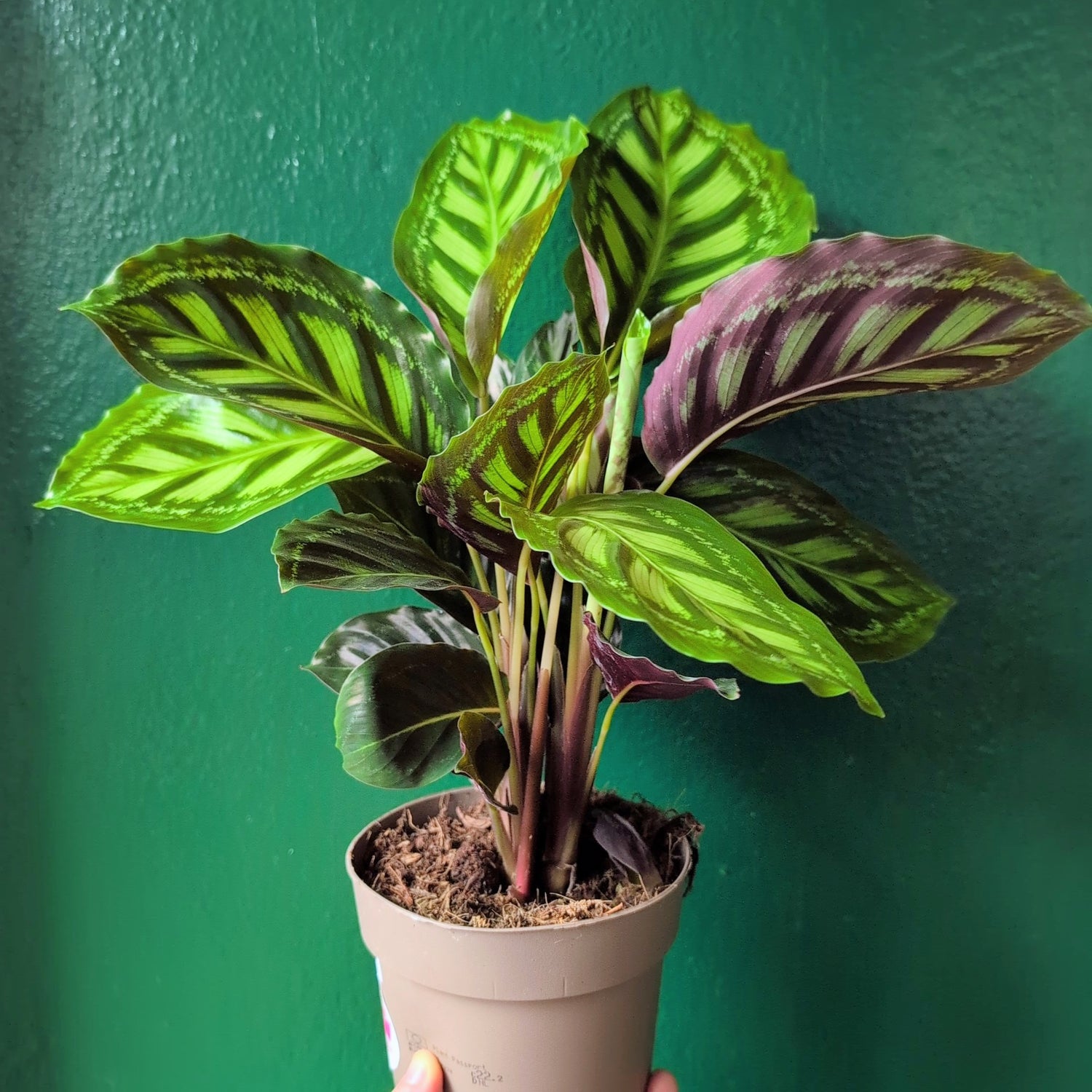 Goeppertia veitchiana &