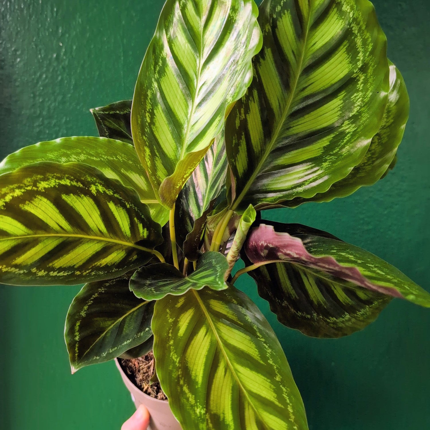 Goeppertia veitchiana &