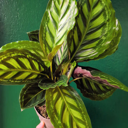 Goeppertia veitchiana &