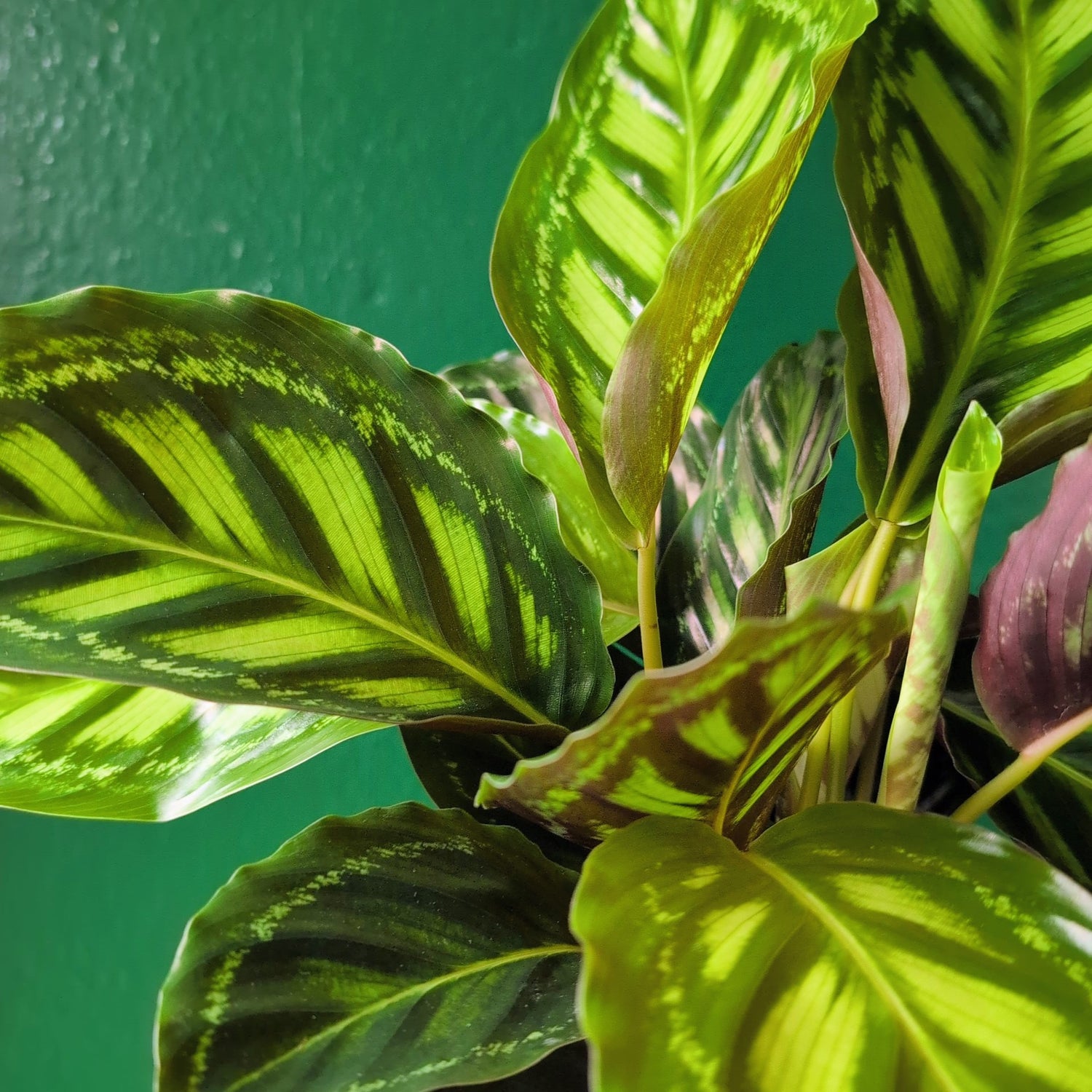 Goeppertia veitchiana &