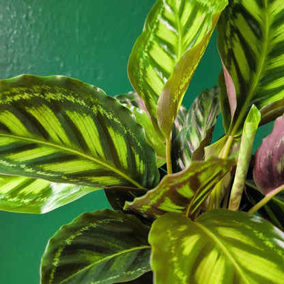 Goeppertia veitchiana &