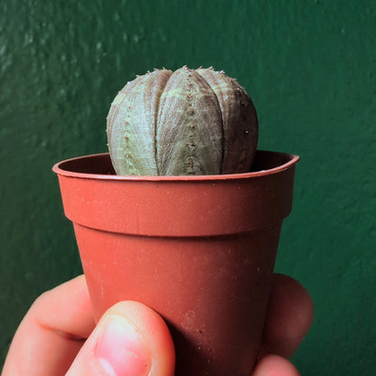 Euphorbia obesa (Baseball plant)