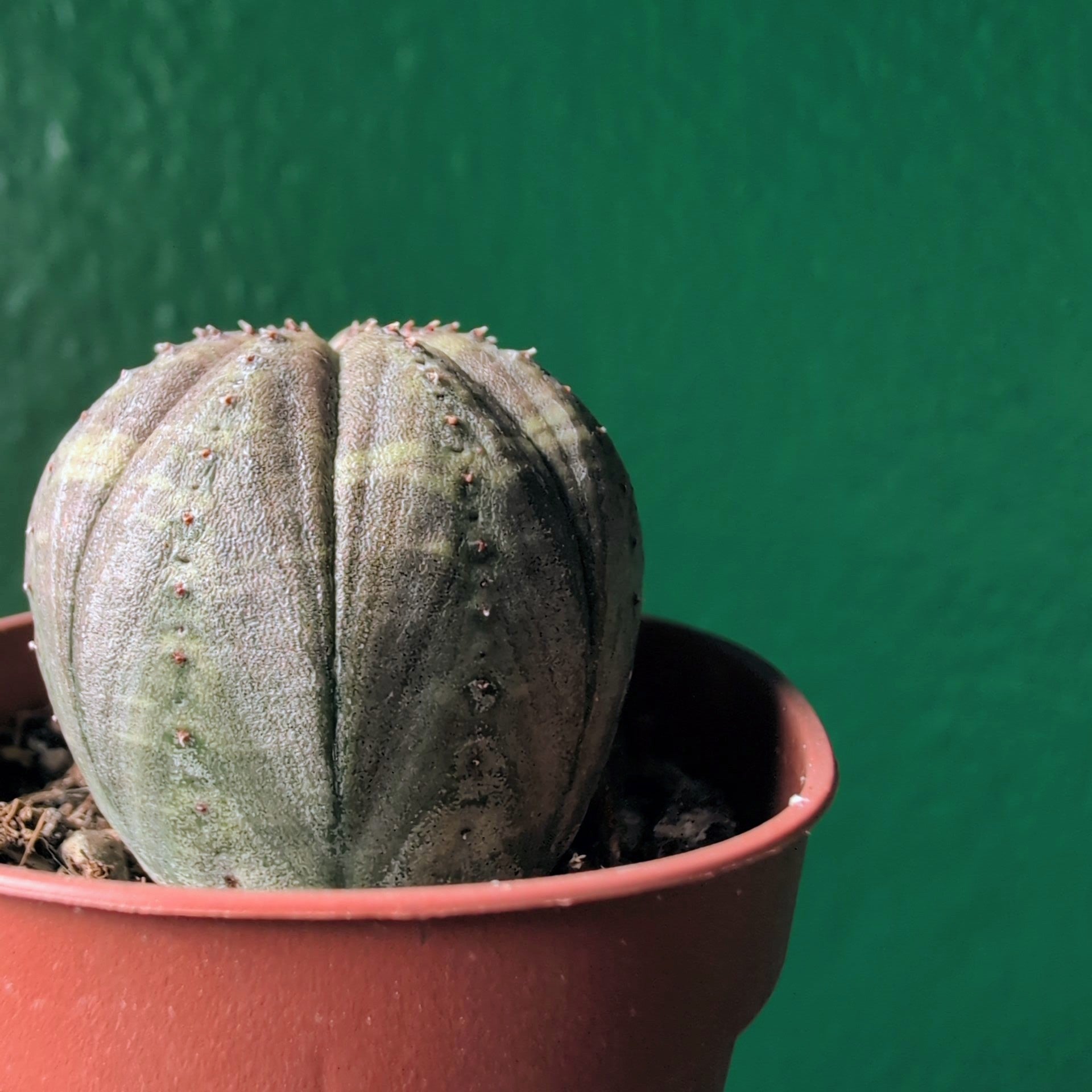 Euphorbia obesa (Baseball plant)