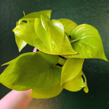 Epipremnum Aureum &