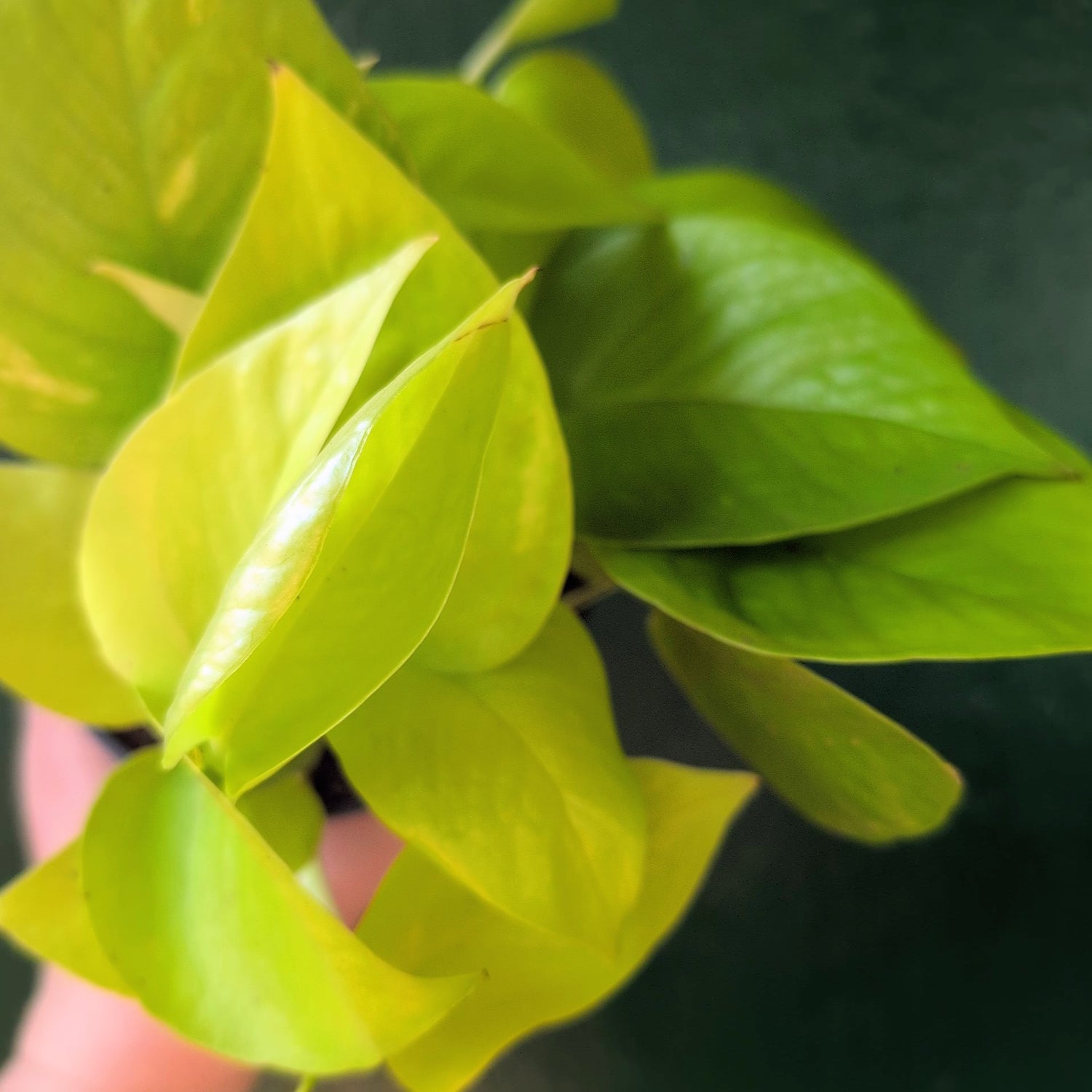 Epipremnum Aureum &