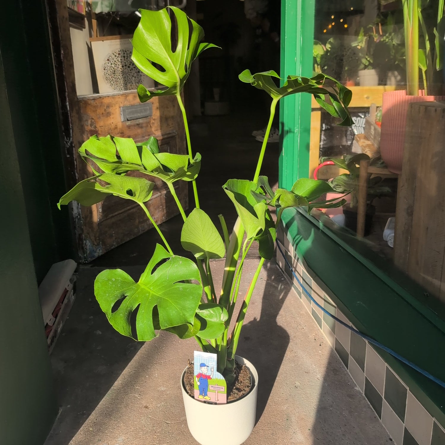 Monstera Deliciosa (Cheese Plant / Swiss Cheese Plant) - Various Sizes