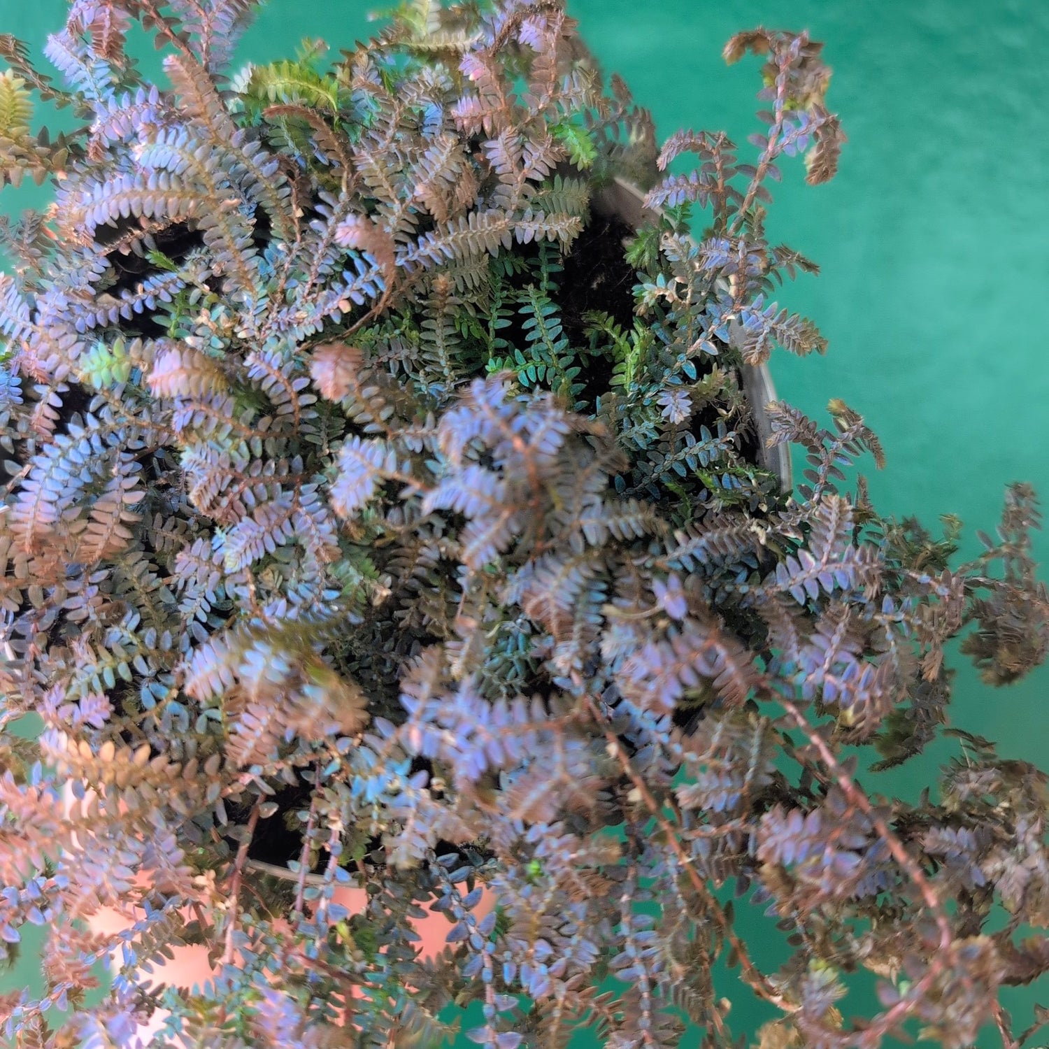 Selaginella uncinata &