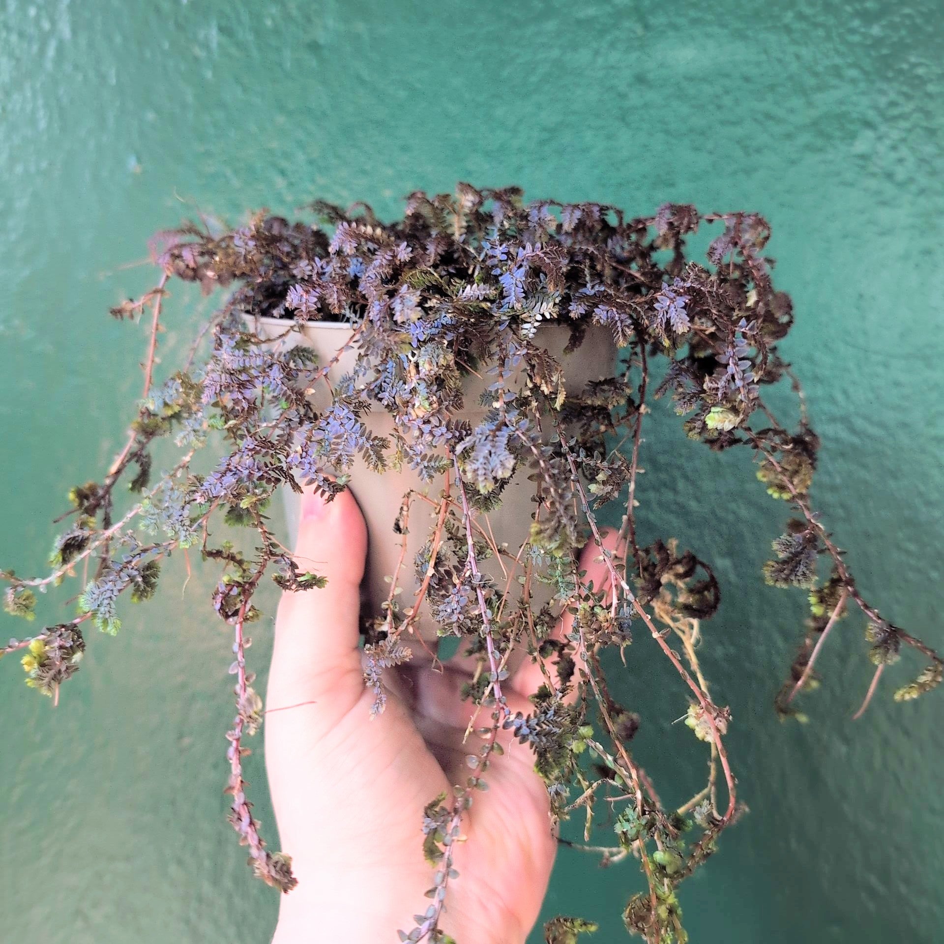 Selaginella uncinata &