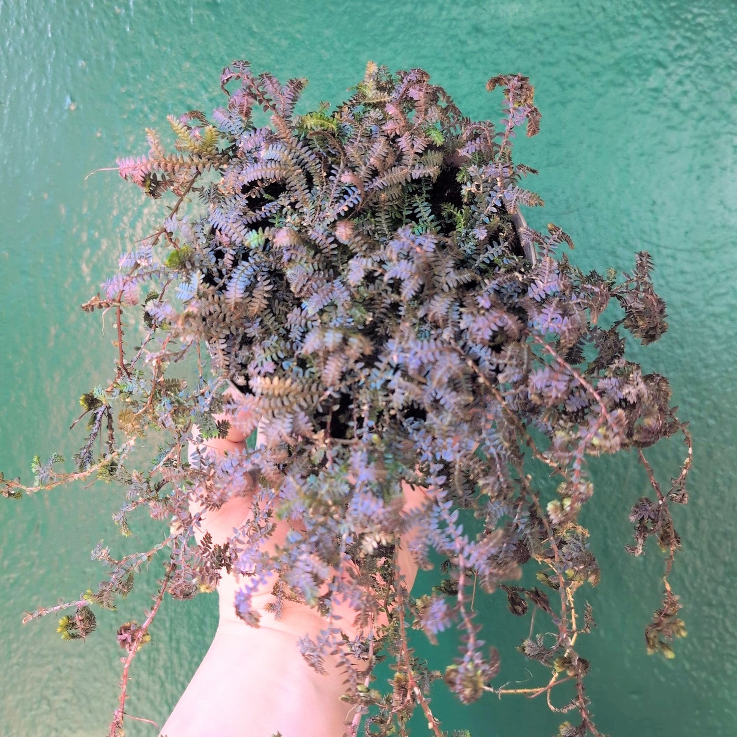 Selaginella uncinata &