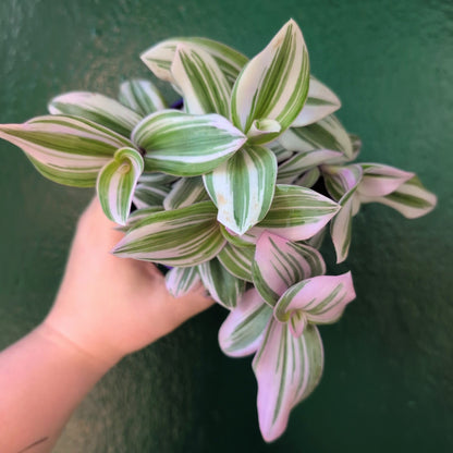 Tradescantia &