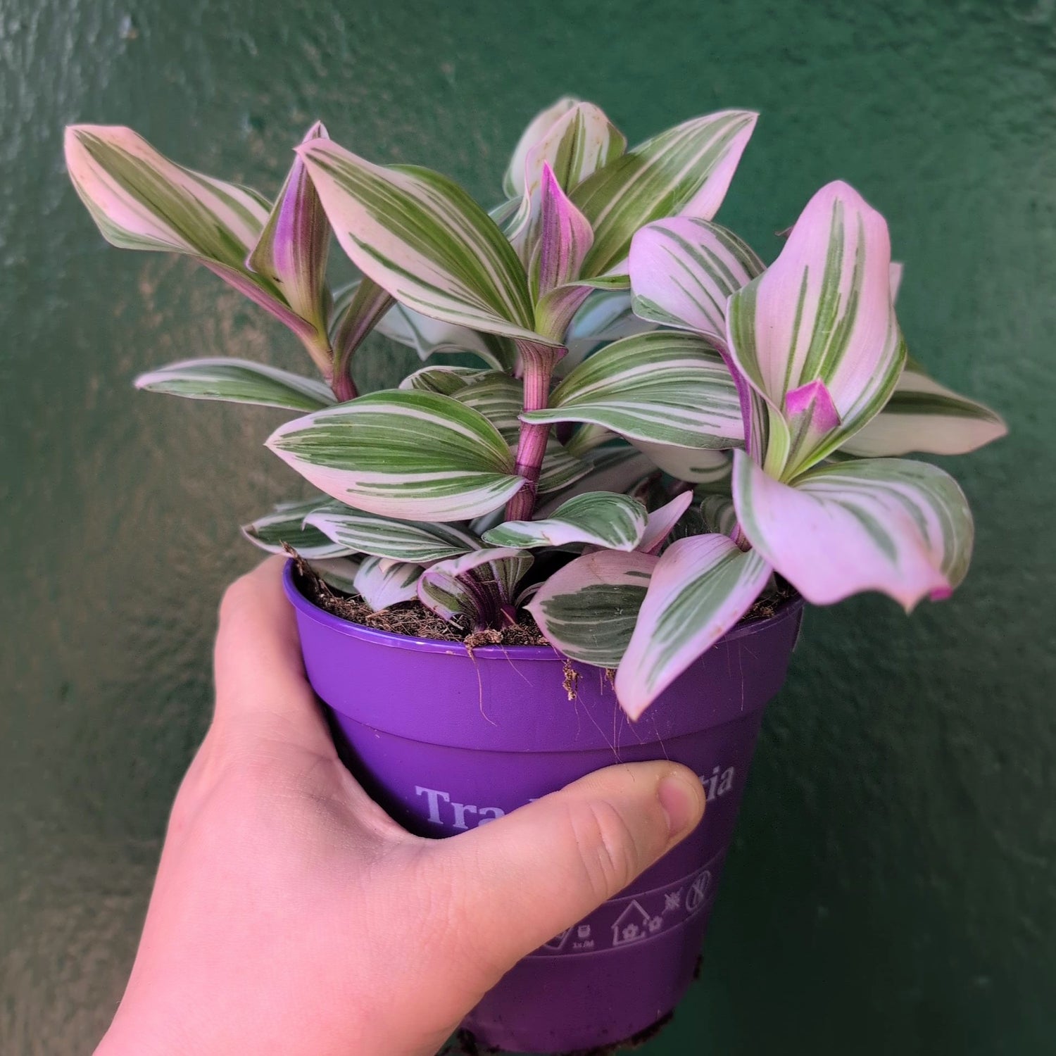 Tradescantia &