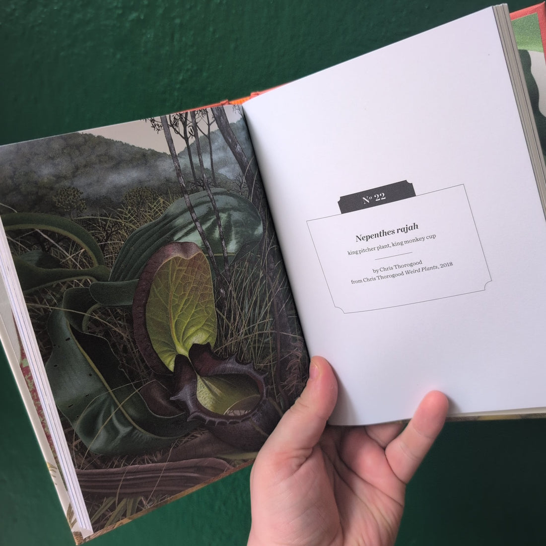 Kew Pocketbooks: Carnivorous Plants