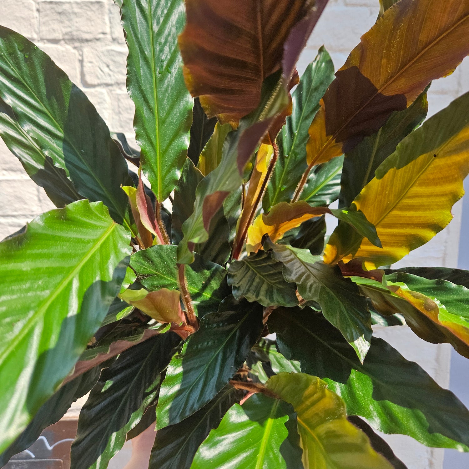 Goeppertia rufibarba syn. Calathea rufibarba (Velvet Calathea) Various sizes