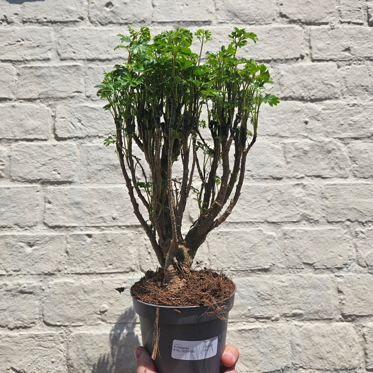 Polyscias ming (Ming Aralia/ Parsley Aralia)