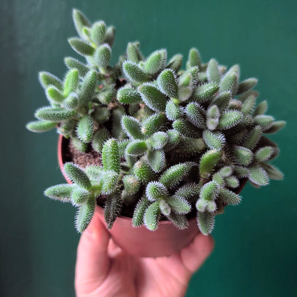 Delosperma echinatum (Pickle Plant)