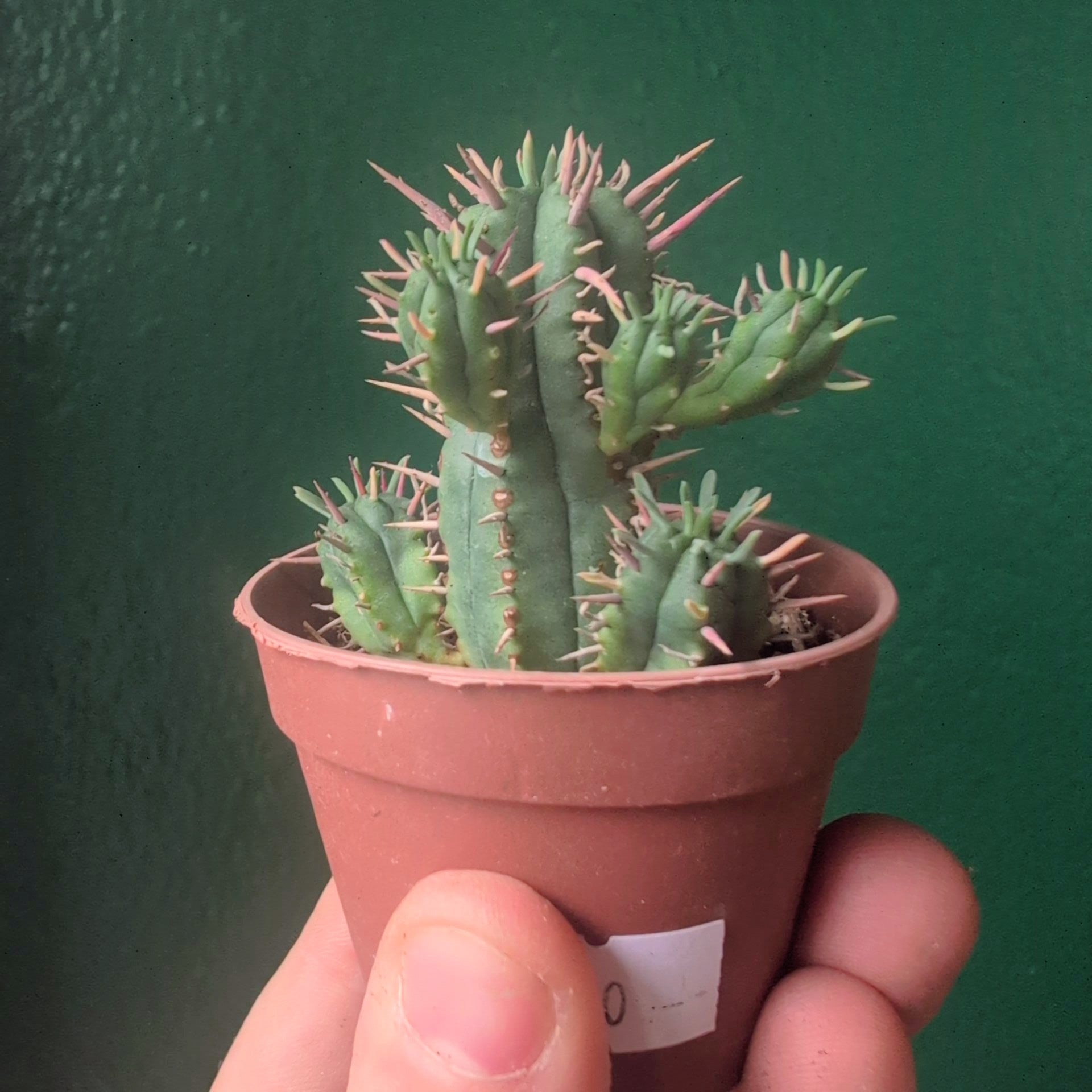 Euphorbia enopla (Pincushion plant) - British Grown
