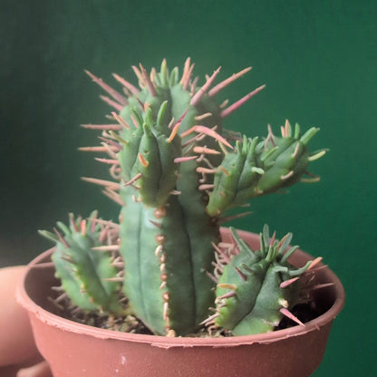 Euphorbia enopla (Pincushion plant) - British Grown