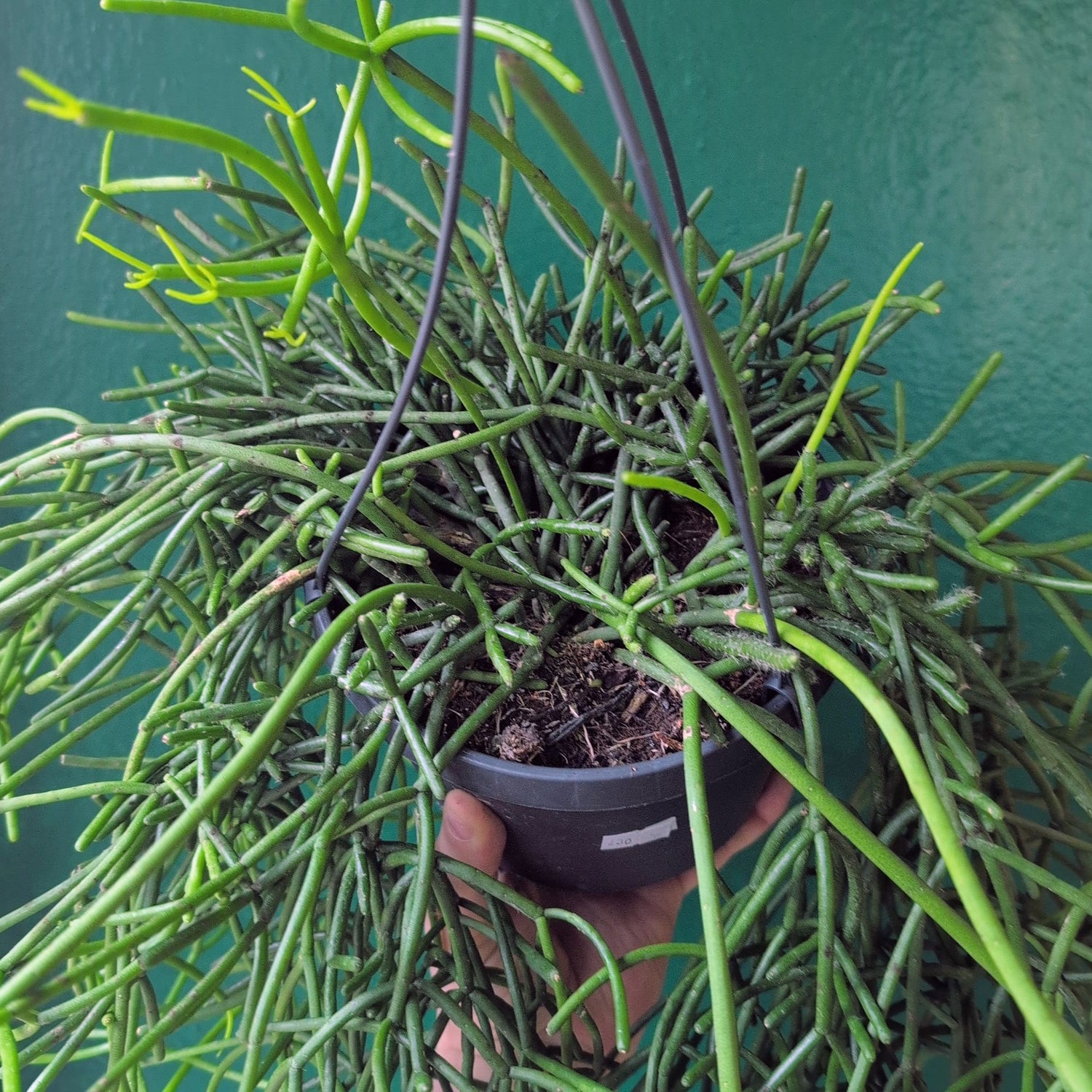 Rhipsalis heteroclada (Mistletoe Cactus)