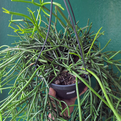 Rhipsalis heteroclada (Mistletoe Cactus)