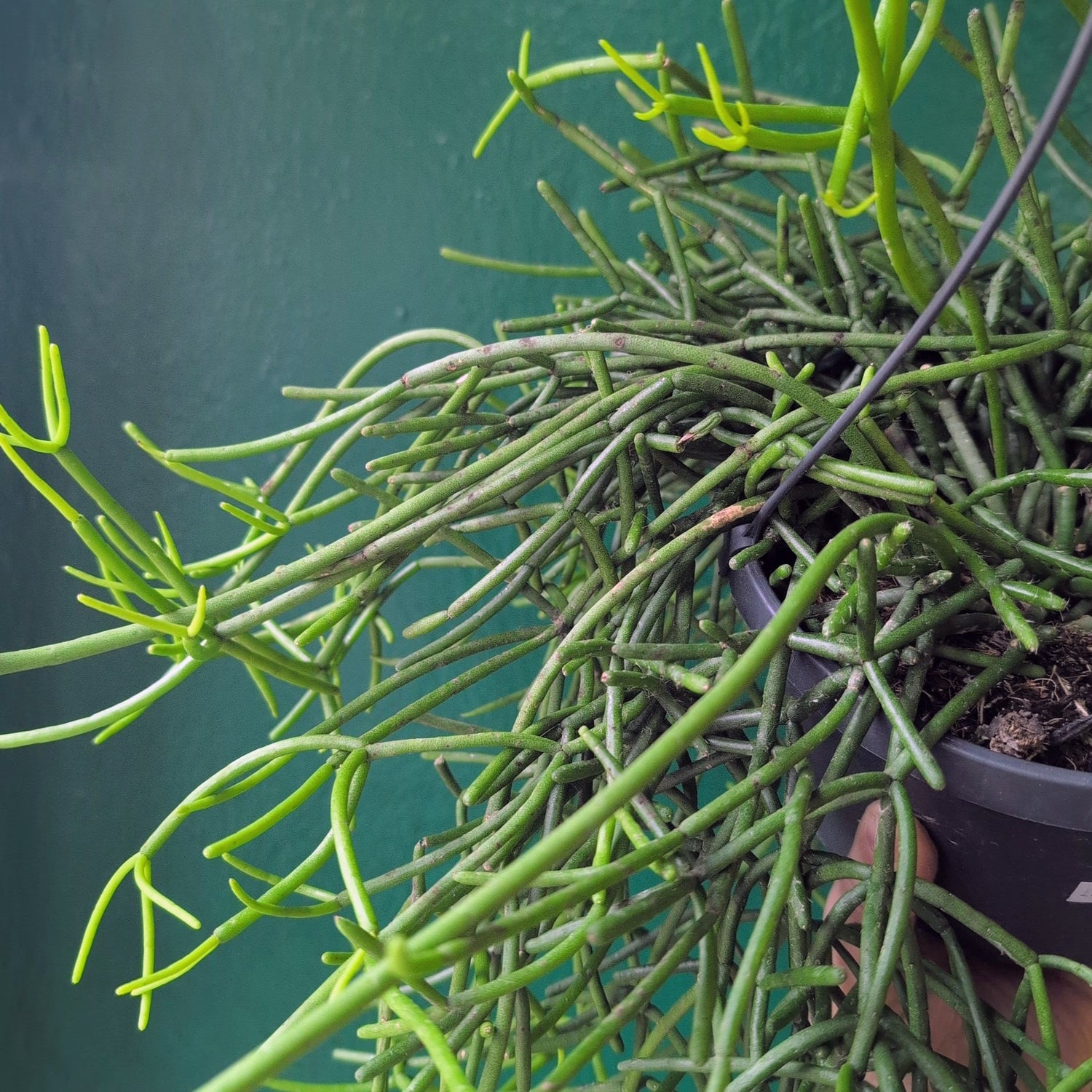 Rhipsalis heteroclada (Mistletoe Cactus)