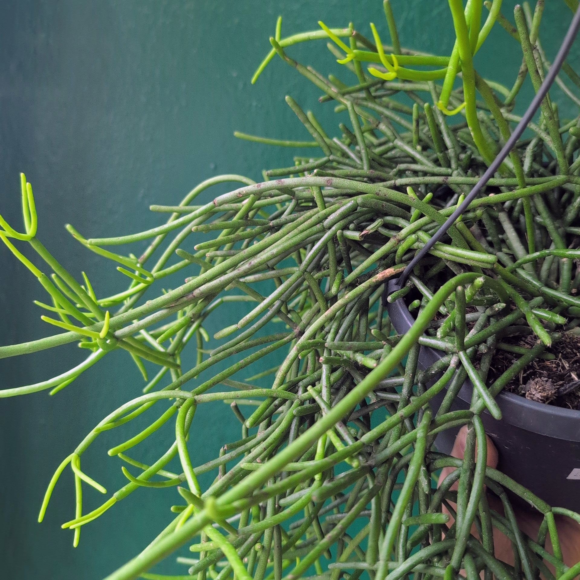 Rhipsalis heteroclada (Mistletoe Cactus)